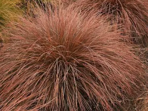 Cappuccino Sedge Grass