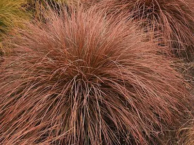 Cappuccino Sedge Grass