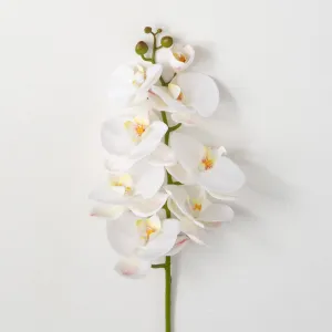 Crisp White Phalaenopsis Stem