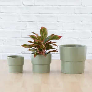 Flo Planter - Sage Green