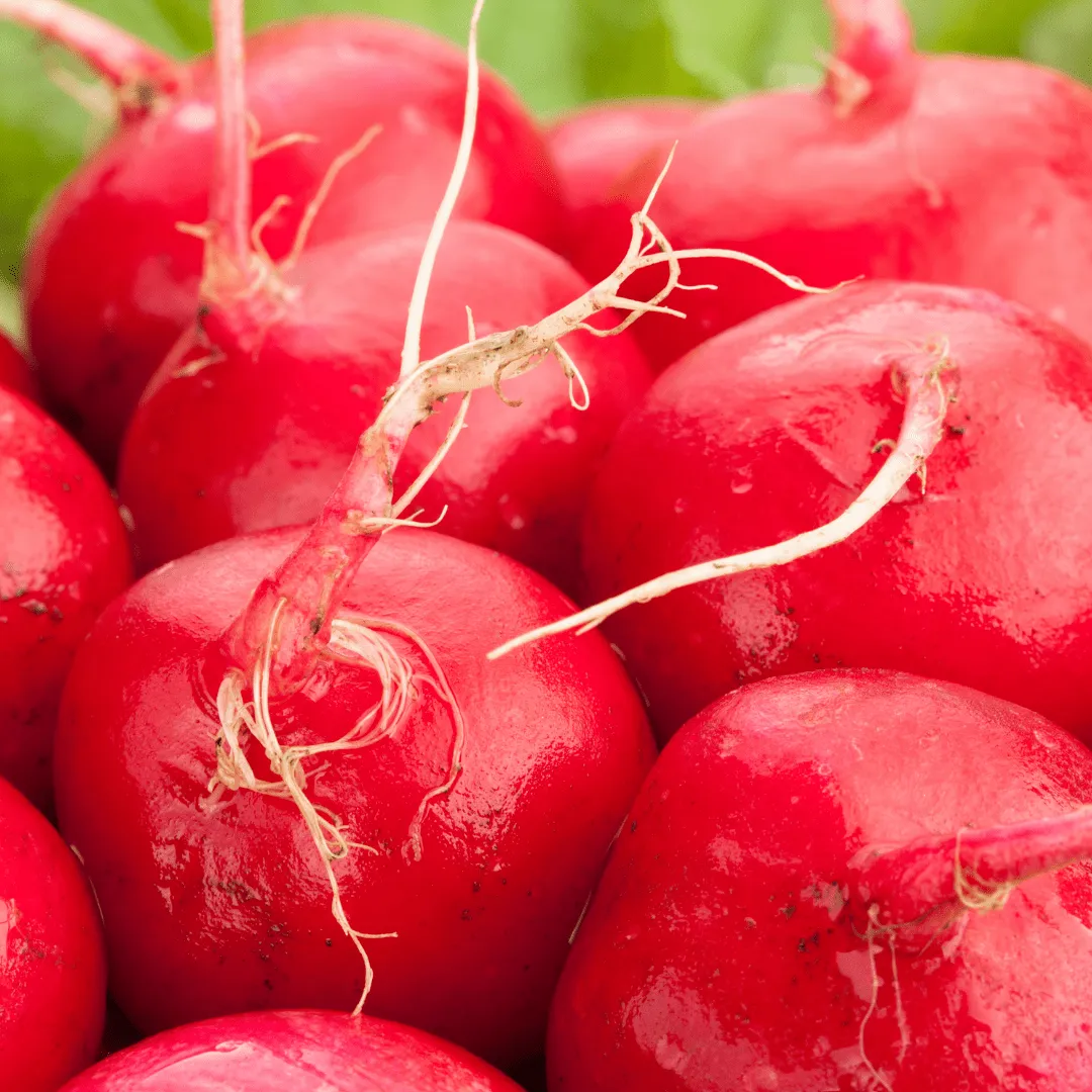 Radish Cherriette Seeds | West Coast Seeds